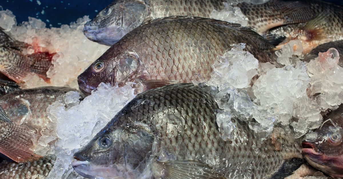 Mudança de comportamento na Quaresma paralisa venda de pescados em Minas