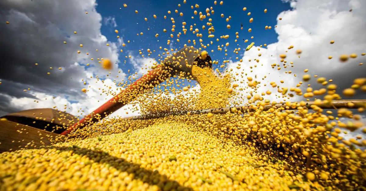 Safra de grãos deve crescer 8,1% e chegar a 17,3 milhões de toneladas em Minas Gerais