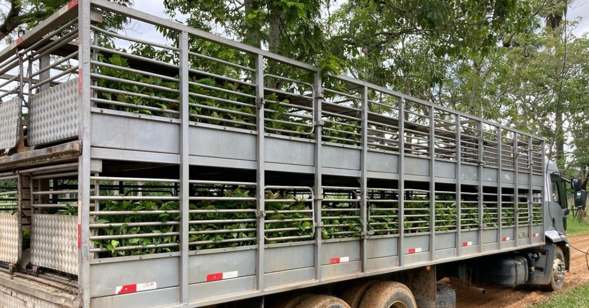 Epamig realiza primeira venda de mudas de café Conilon