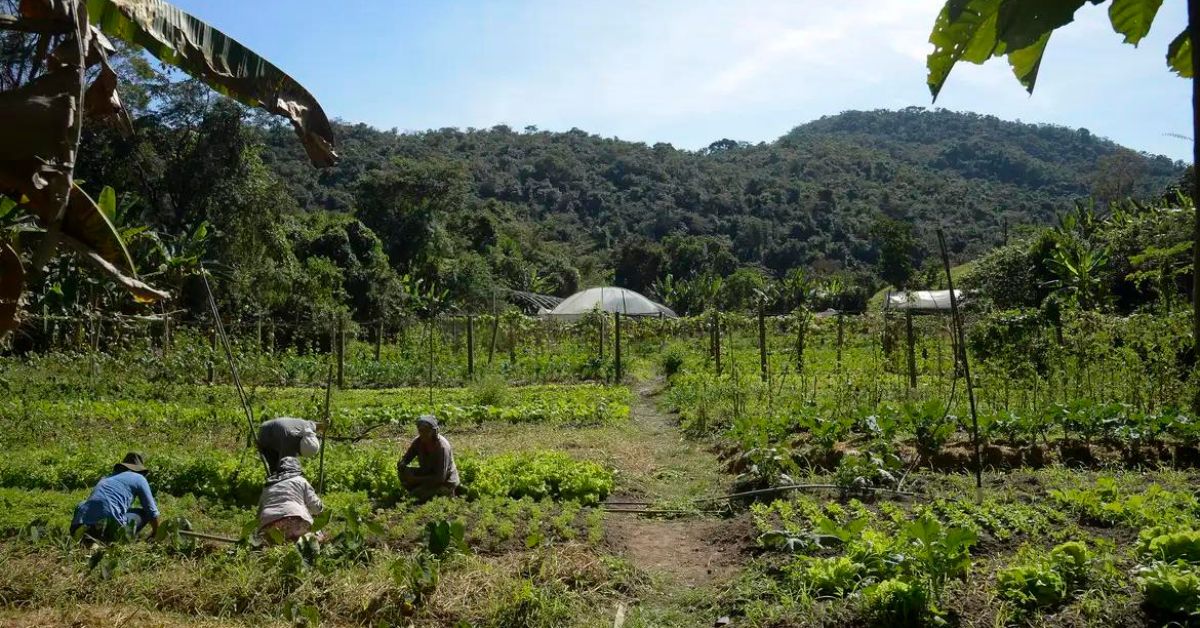 No Brasil, 15 mi de hectares de imóveis rurais se sobrepõem a florestas