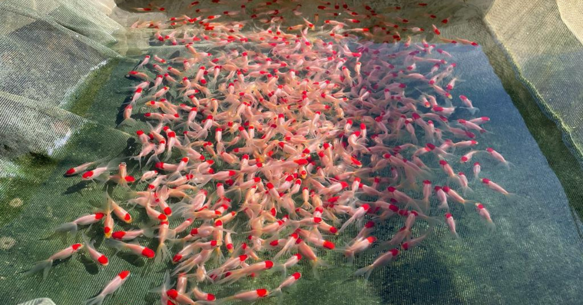 Peixes ornamentais giram mais de R$ 10 milhões por ano em MG