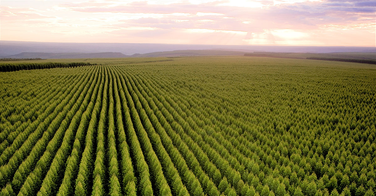 Vem aí o Plano Nacional de Florestas Plantadas