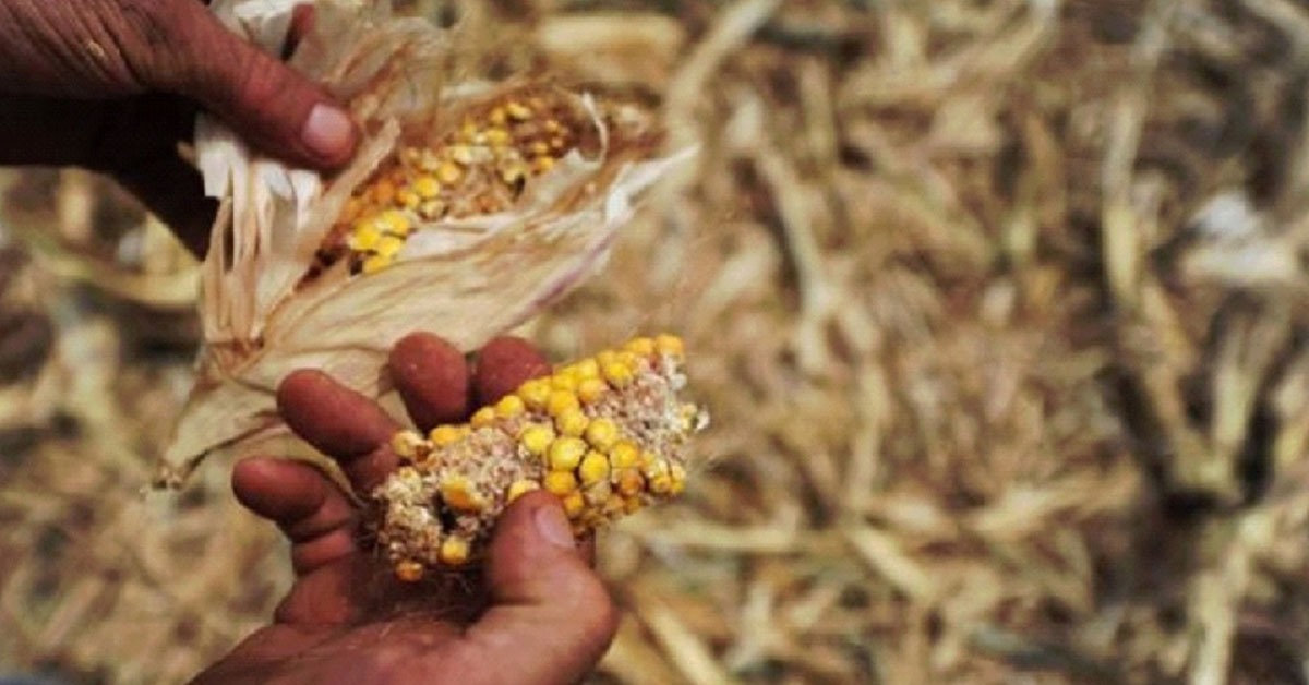 Mais de 35 mil agricultores recebem Garantia-Safra em MG