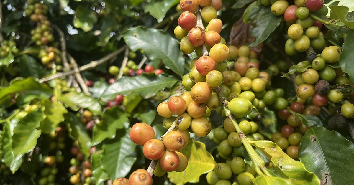 Café da Região do Cerrado é exemplo de produto de MG que conquistou IG há mais tempo | Crédito: Leonardo Morais 