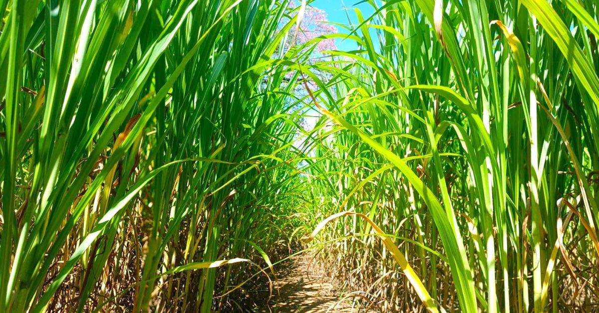 Capim-elefante é opção de forragem para bovinos no período da seca