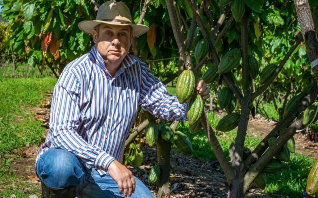 professor em cacaueiros