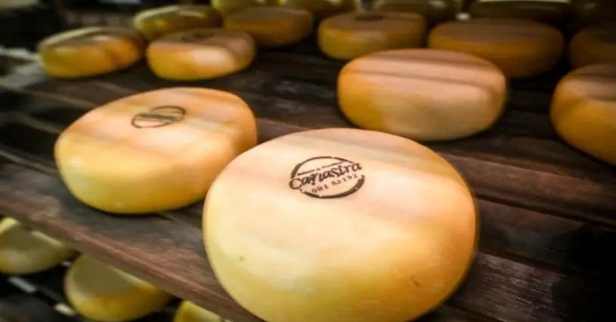 Produtores dos queijos da Canastra usam tecnologia francesa para levar mais segurança ao consumidor