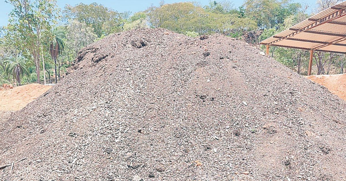 Mudas para parques de BH vão utilizar fertilizante orgânico