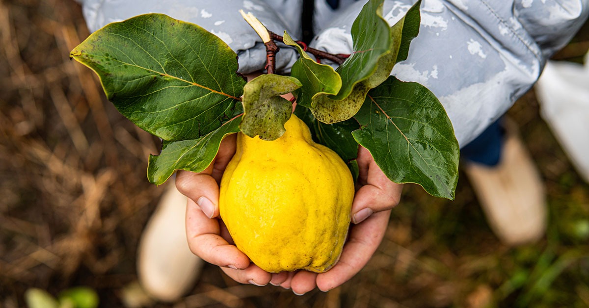 Frutificaminas estimula diversificação de culturas