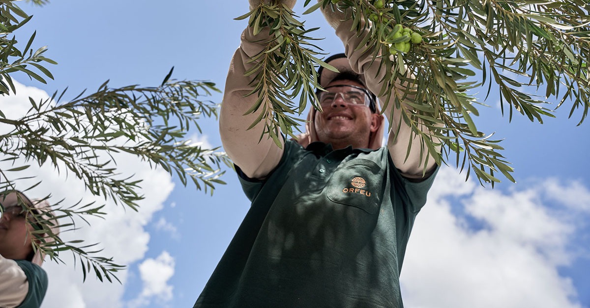 O segredo de um dos melhores azeites do mundo: o terroir vulcânico do Sul de Minas