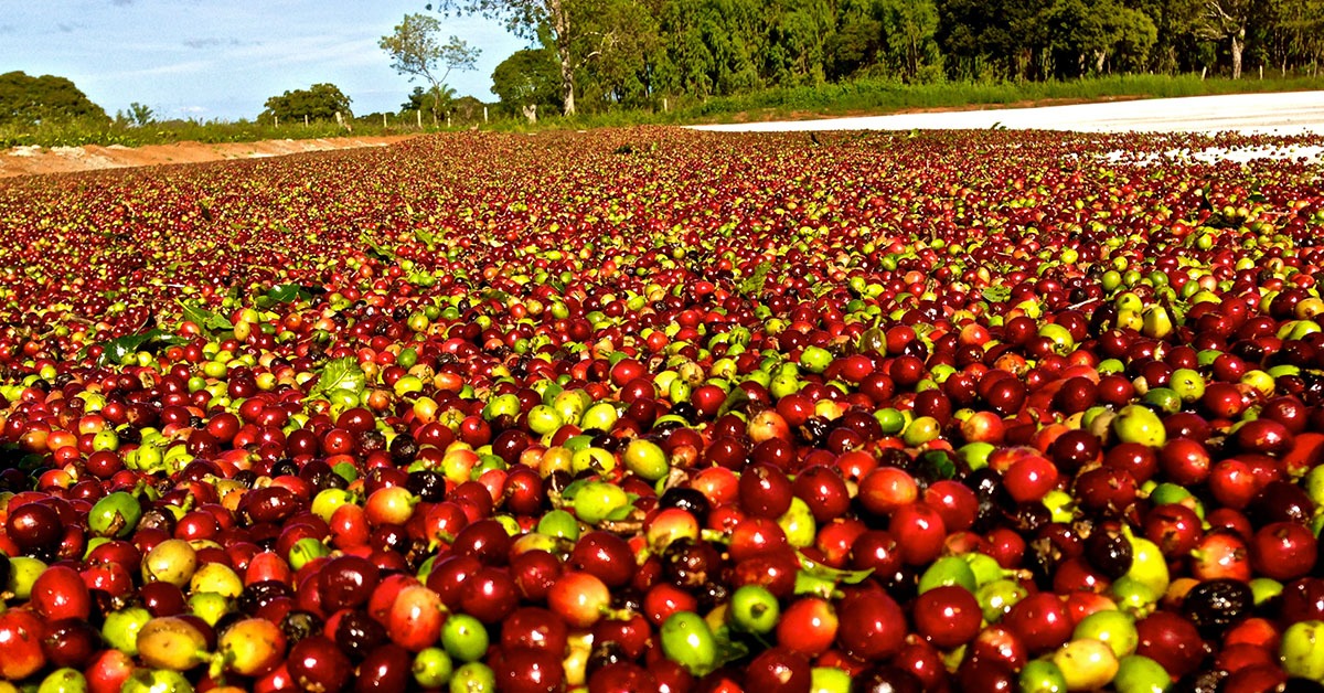 Clima adverso no País afeta safra de café de 2025 e 2026, aponta Cooxupé