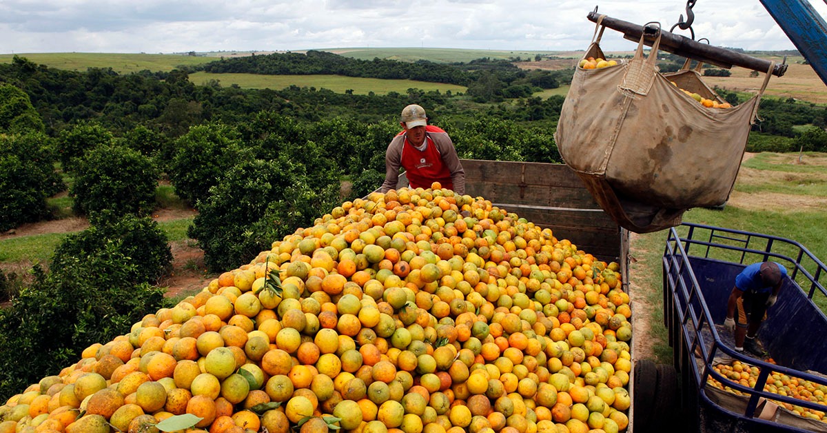 Cinturão da laranja encerra safra com queda de 2,2%