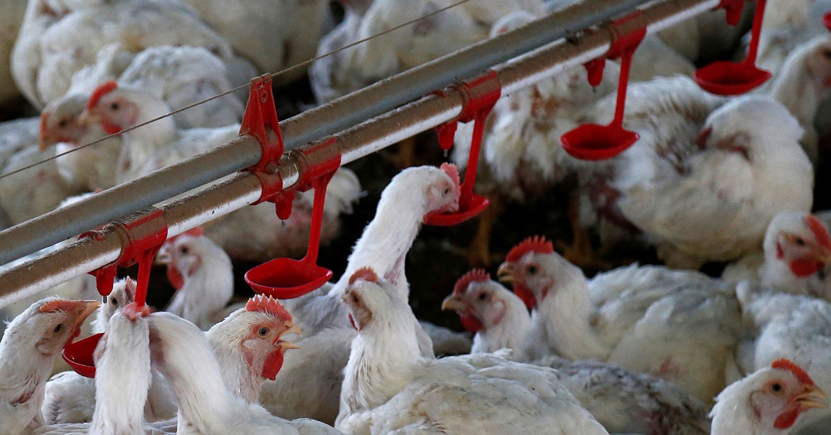 Exportação de frango brasileiro está suspensa para 9 destinos; veja quais