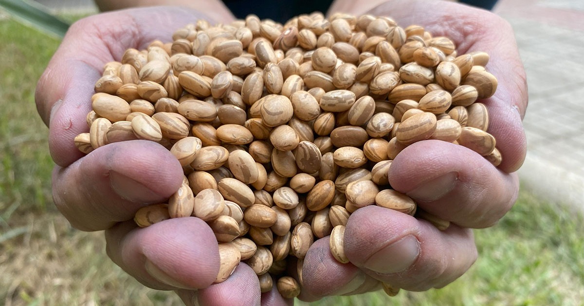 Agricultores afetados pela seca começam a colheita de feijões plantados com sementes doadas