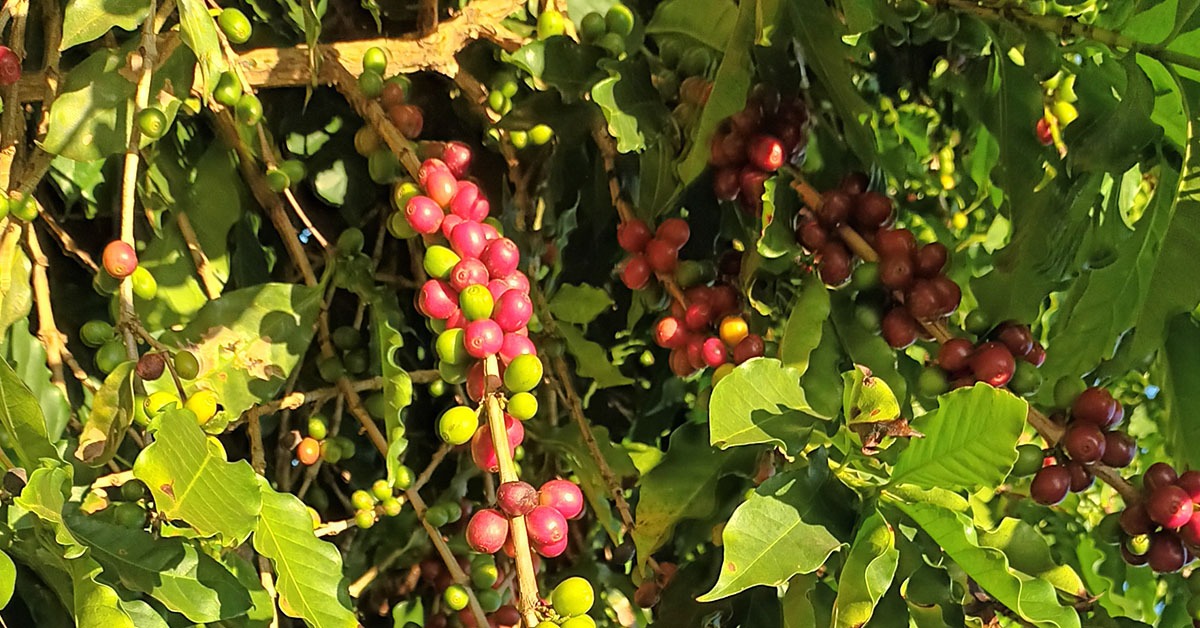 Na Fazenda Bela Vista, cerca de 90% da produção é de especial | Crédito:  DIÁRIO DO COMÉRCIO / Michelle Valverde