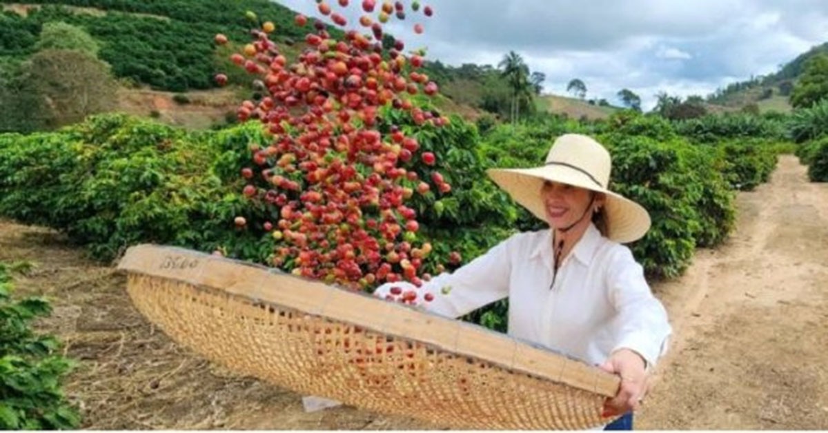 Exportações de café para a China crescem