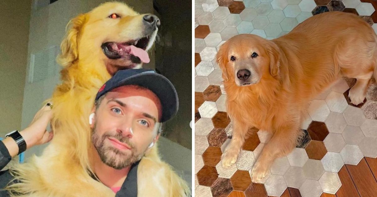 Gol suspende viagens de pets em porão de aviões após morte de cachorro em voo