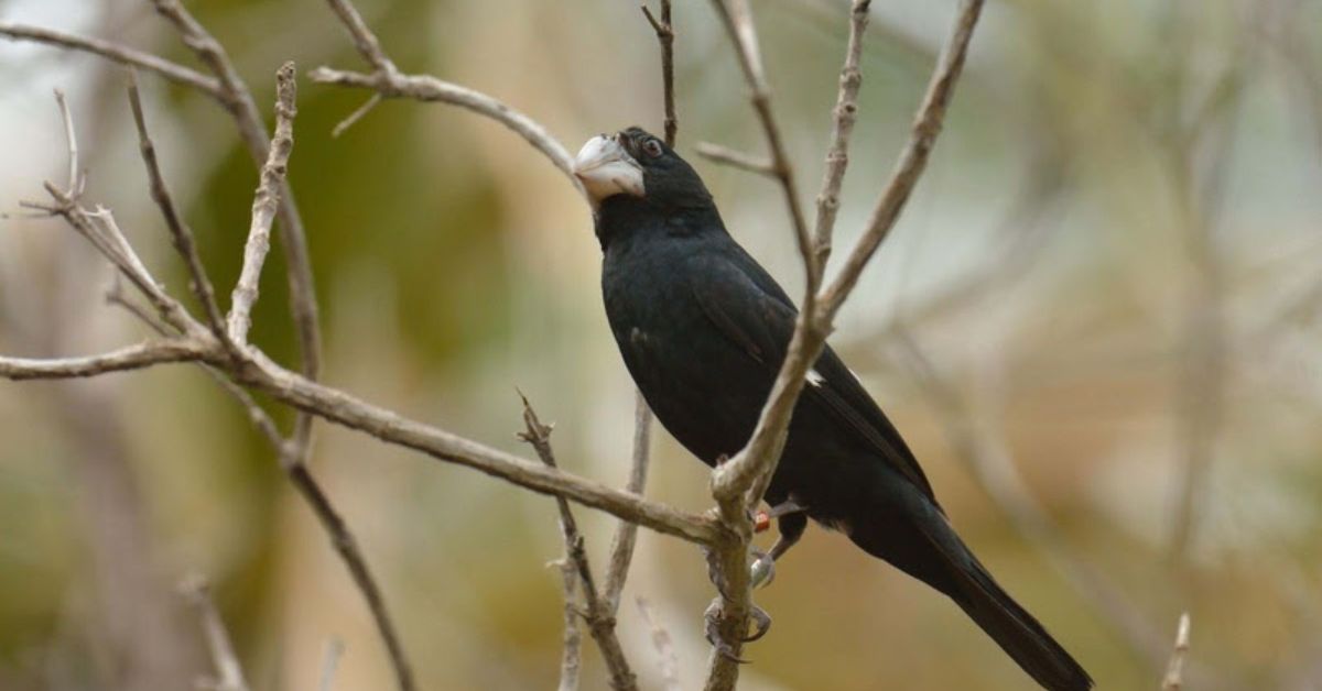 Bicudos, aves em risco de extinção, nascem em reserva da Usina Coruripe