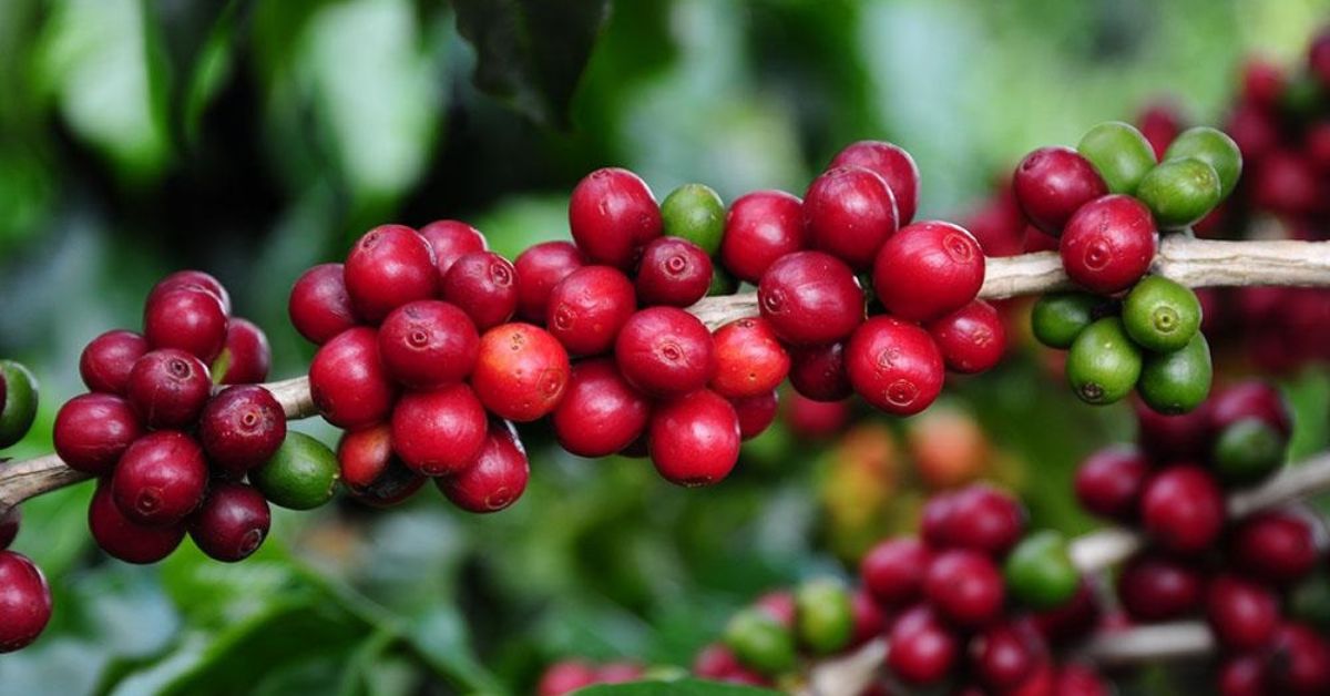 Café mineiro é vendido à China