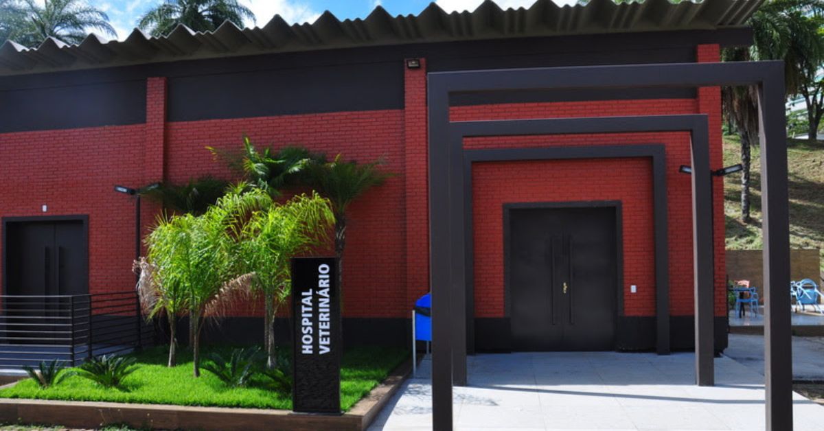 Hospital veterinário universitário de BH inclui terapias alternativas para tratar animais