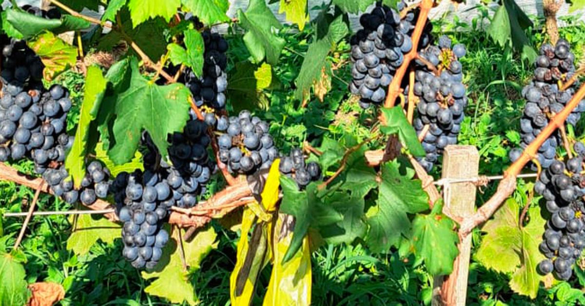 Emater-MG capacita técnicos para vitivinicultura