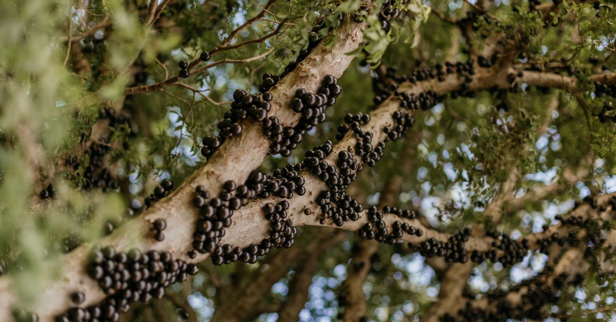 Como um desconto no IPTU ajudou a criar a economia da jabuticaba em Sabará