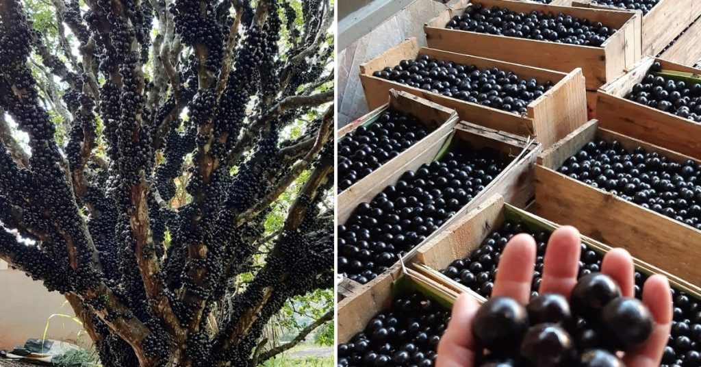 Árvore carregada de jabuticabas e caixas cheias de jabuticabas em Sabará