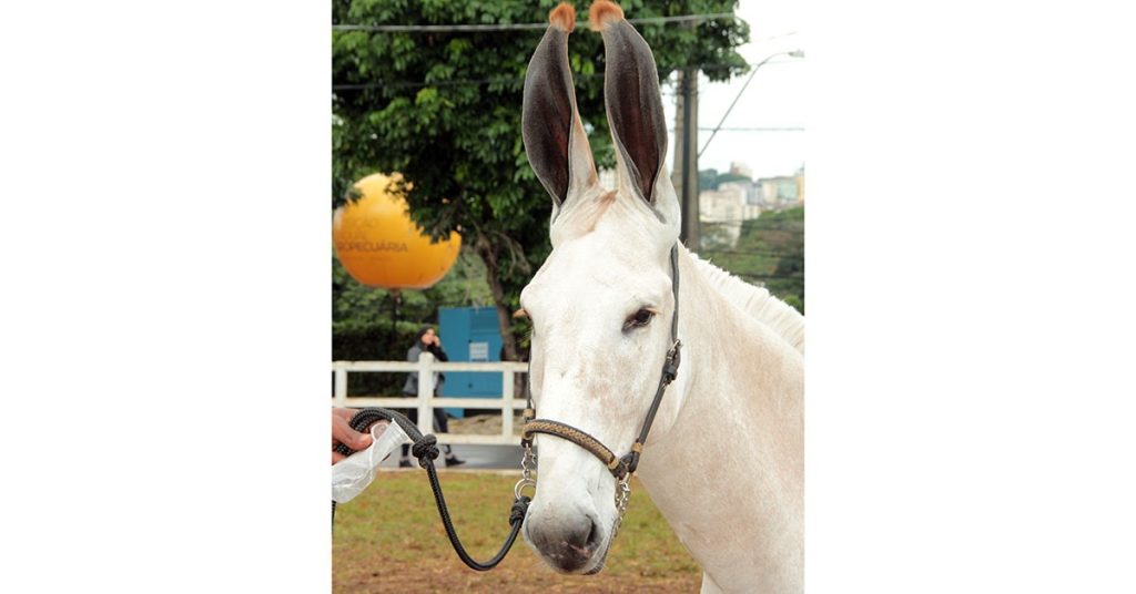 Manga Larga Marchador