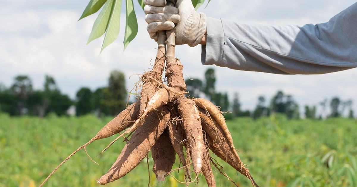 Diversificação: produtores de leite investem em mandioca