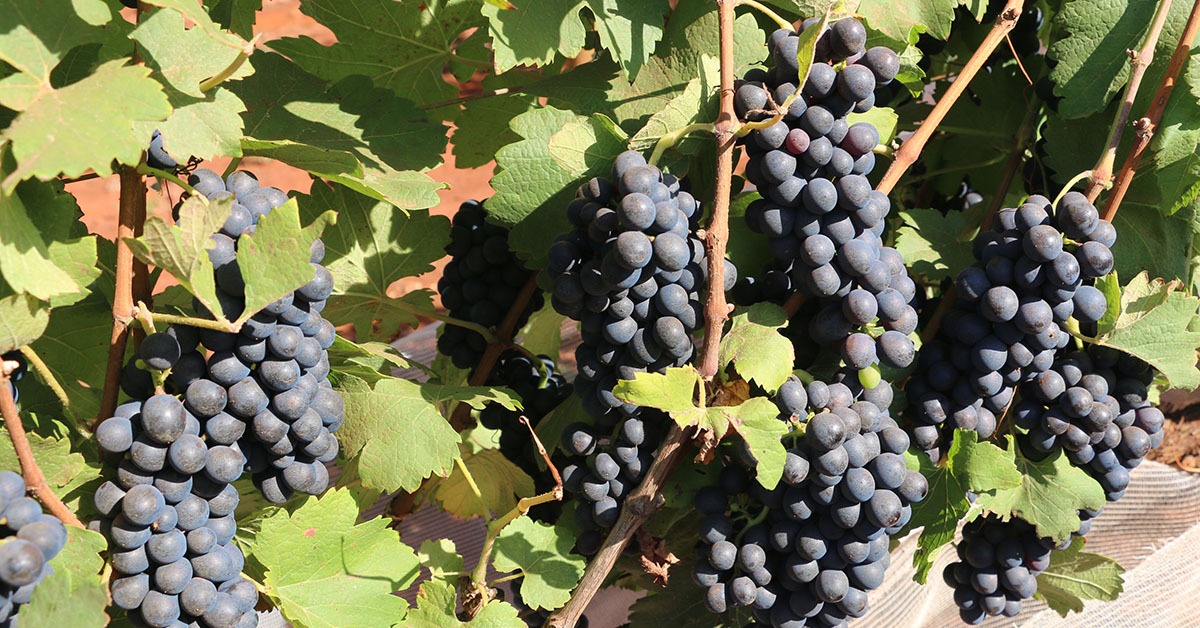 Secretaria da Fazenda detalha novo tratamento tributário para setor de vinhos