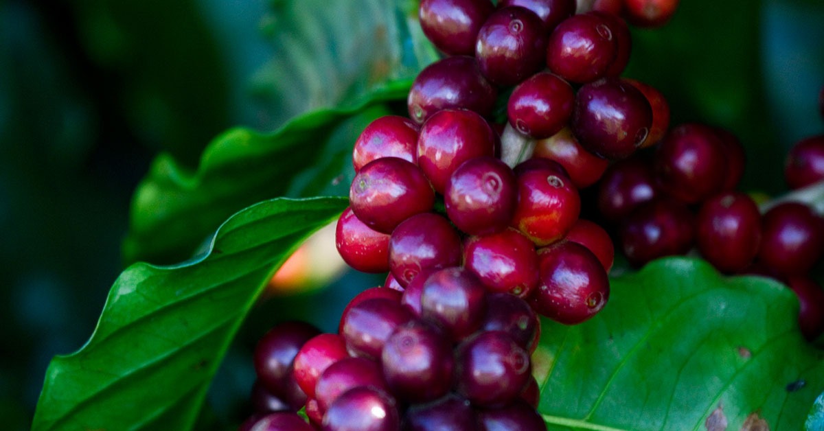 Brasil já colheu metade da safra de café