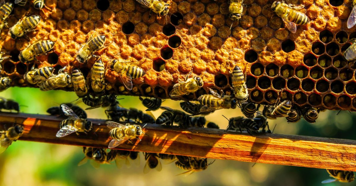 Dia das Abelhas: futuro da apicultura em Minas Gerais passa por inclusão e sustentabilidade