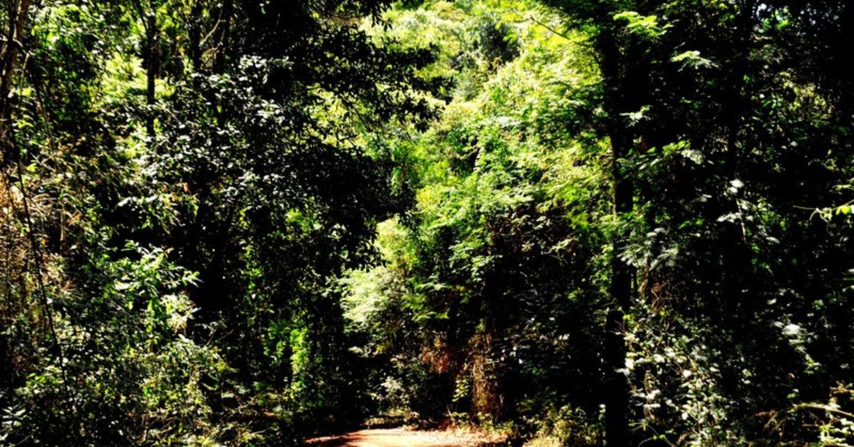Minas Gerais se destaca no cumprimento do Tratado da Mata Atlântica para a restauração do bioma