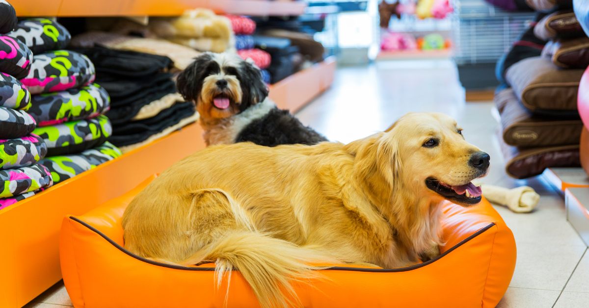 Segmento de pet shop avança em Minas Gerais; veja tendências