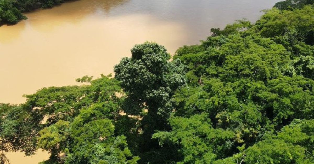 Pesquisadores da UFMG e da Unimontes descobrem múltiplas florestas no percurso do Rio Doce