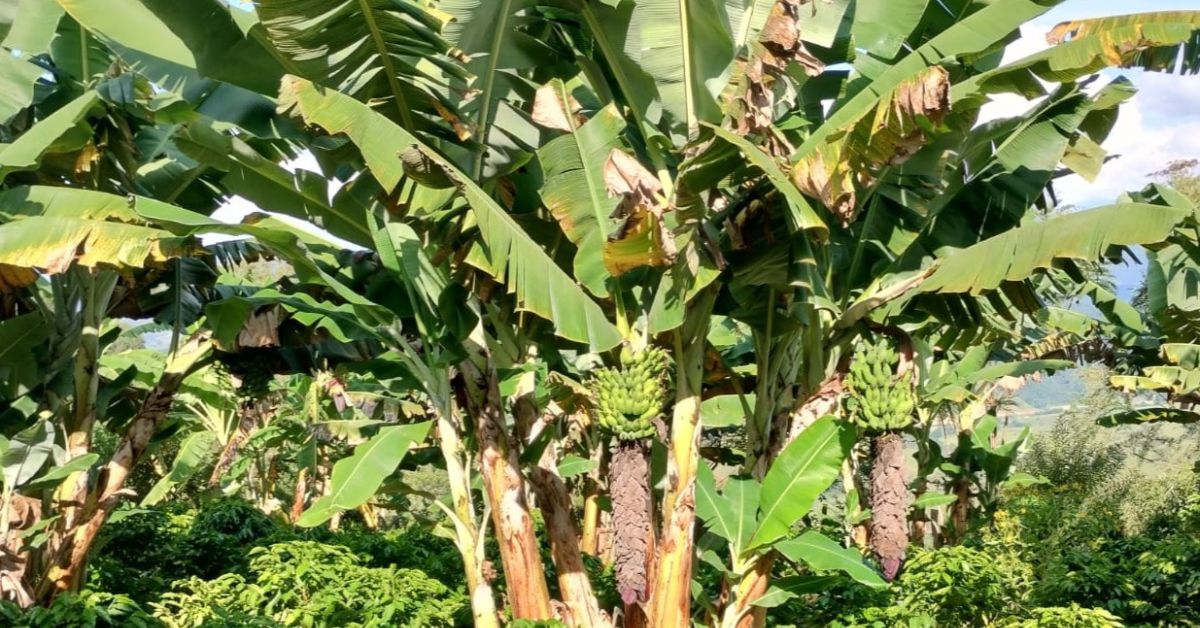 Itanhandu, no Sul de Minas, investe em produção de bananas