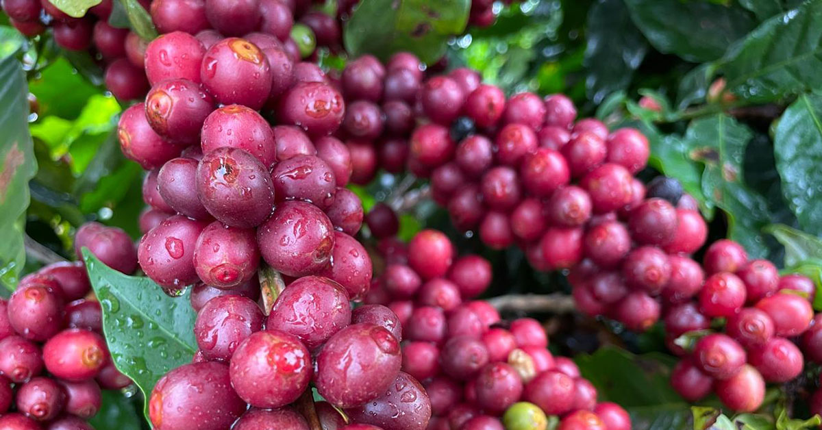 Produção global de café deve aumentar em 7 milhões de sacas na nova safra