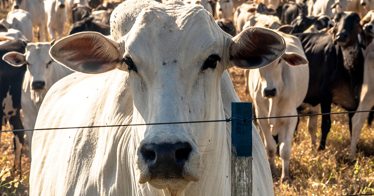 Abate de bovinos cresce 31,98% em Minas Gerais