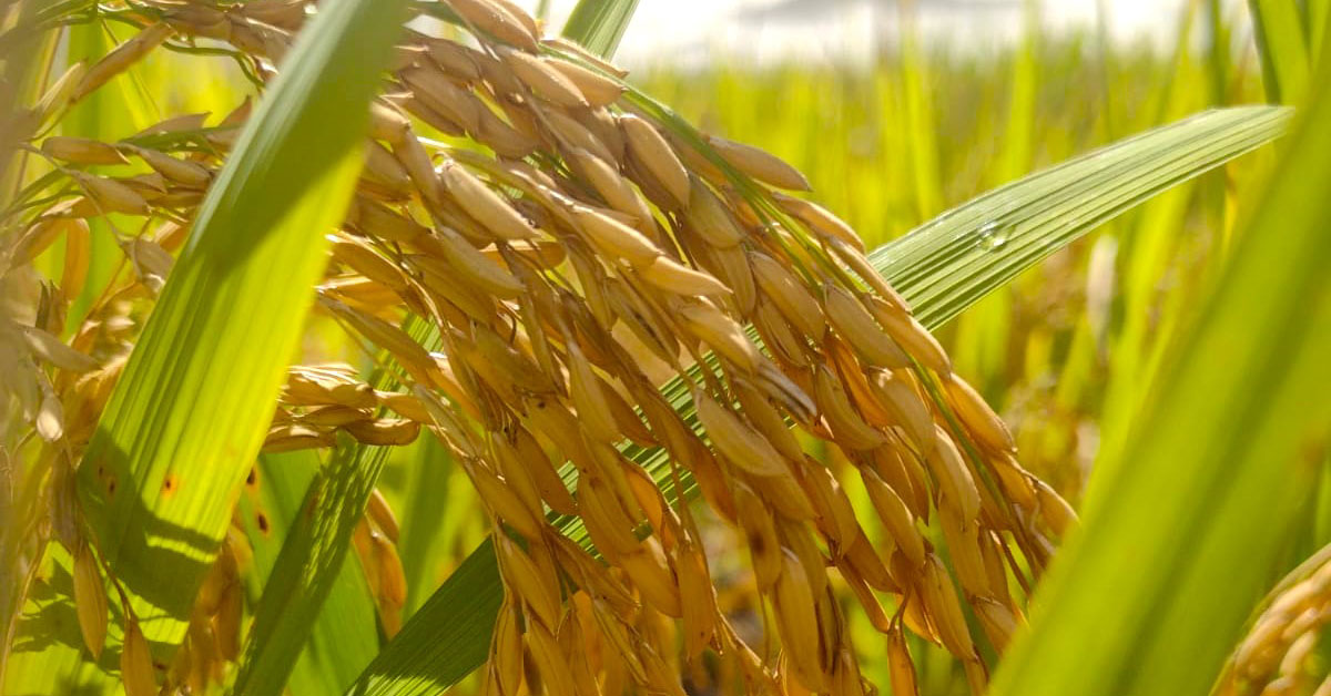 Governo suspende leilão do arroz e quer acordo com agro para manter preços