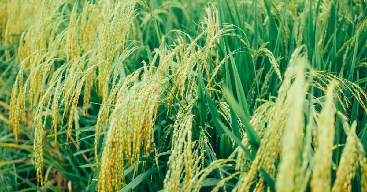 RS anuncia fim da colheita de arroz e diz que não há motivo para importação