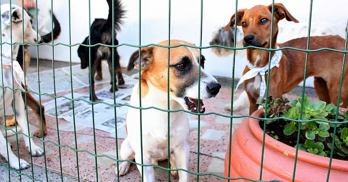 Mercado de Origem realiza feira de adoção de pets