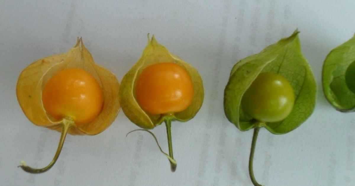Exótica e nutritiva, fisális atrai consumidores e mercado gastronômico