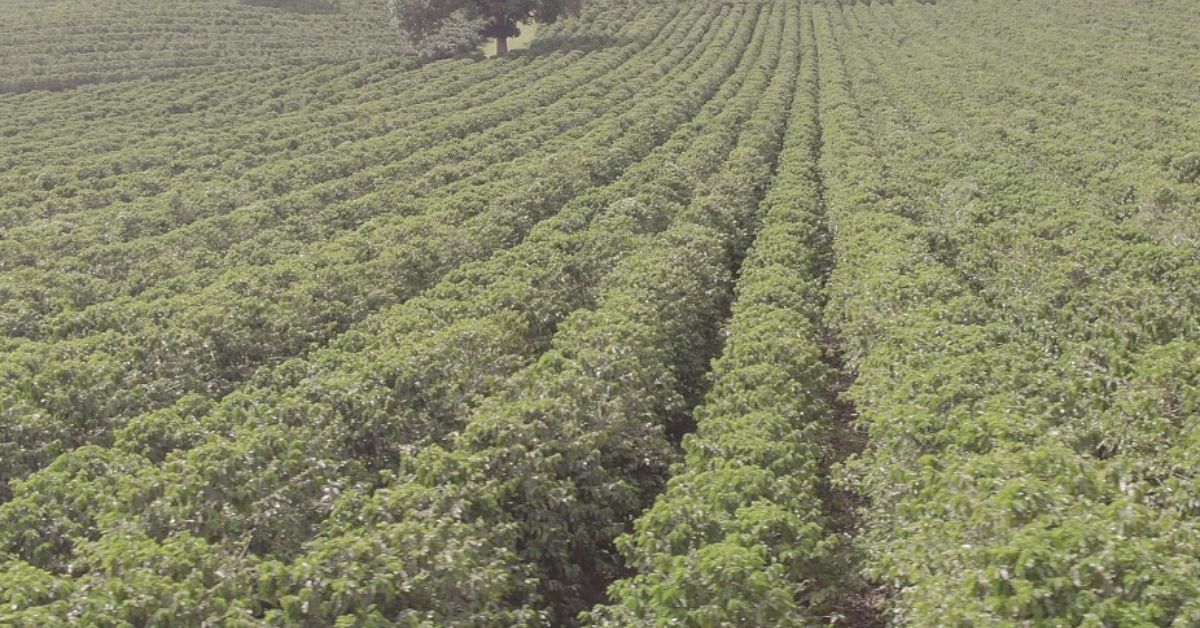 VBP Agropecuário de Minas Gerais é estimado em R$ 131,4 bilhões