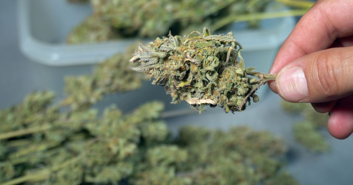 Entenda a decisão do STF sobre descriminalização do porte de maconha