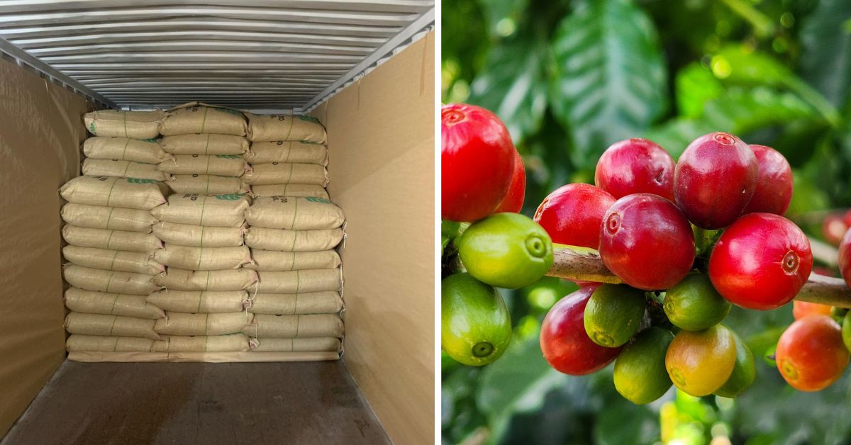 Minas Gerais exporta primeiro lote de café conforme as novas regras da União Europeia