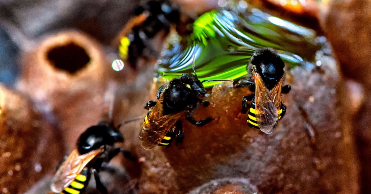 BH ganha mais um meliponário para preservar abelhas; veja como visitar