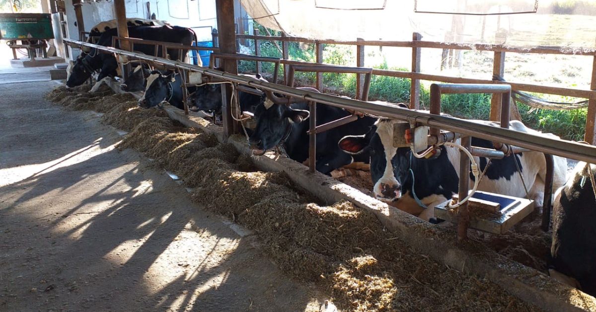 Criadores têm até dia 31 para vacinarem bezerras em Minas Gerais