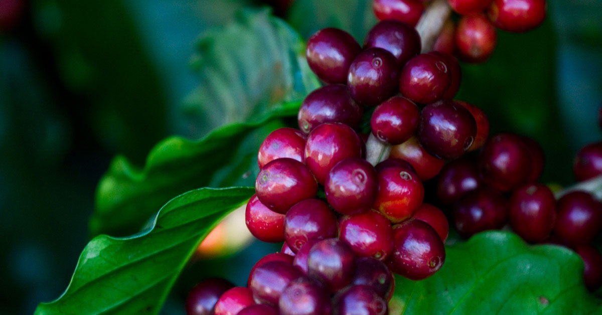 Quais os tipos de café que existem? E as diferenças entre eles? Descubra!