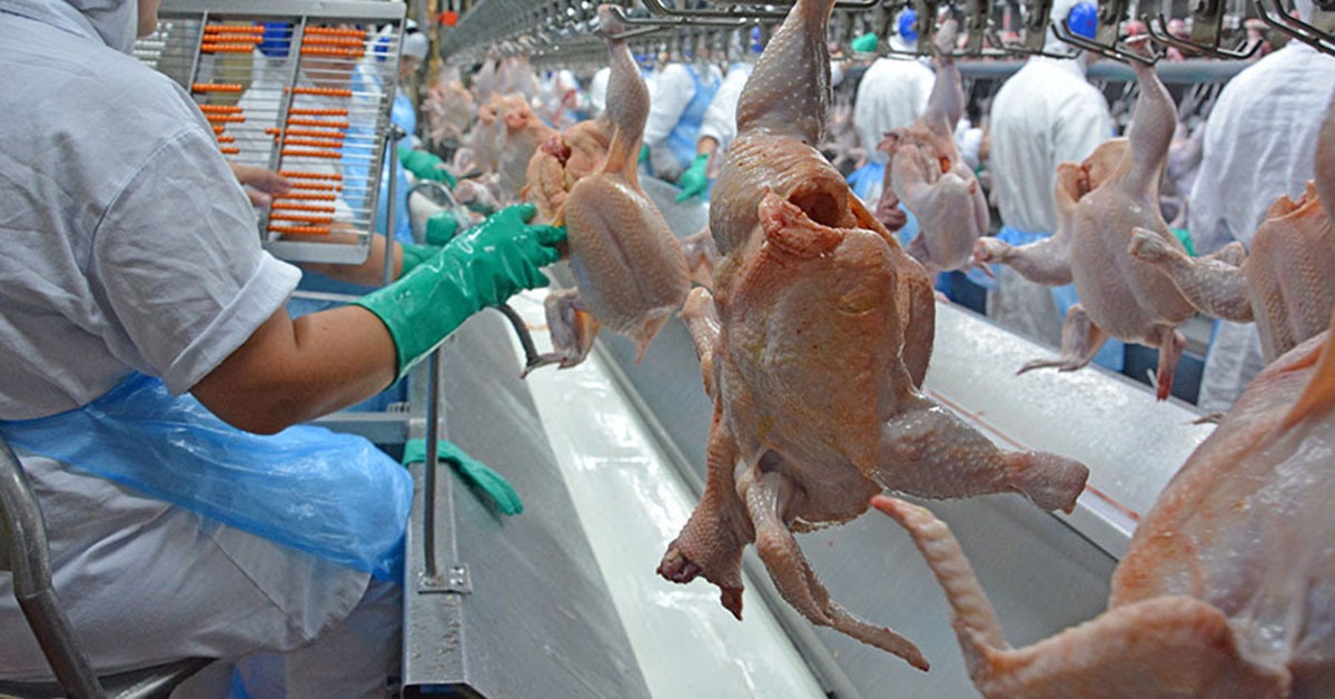 Exportações de carne de frango têm cenário positivo