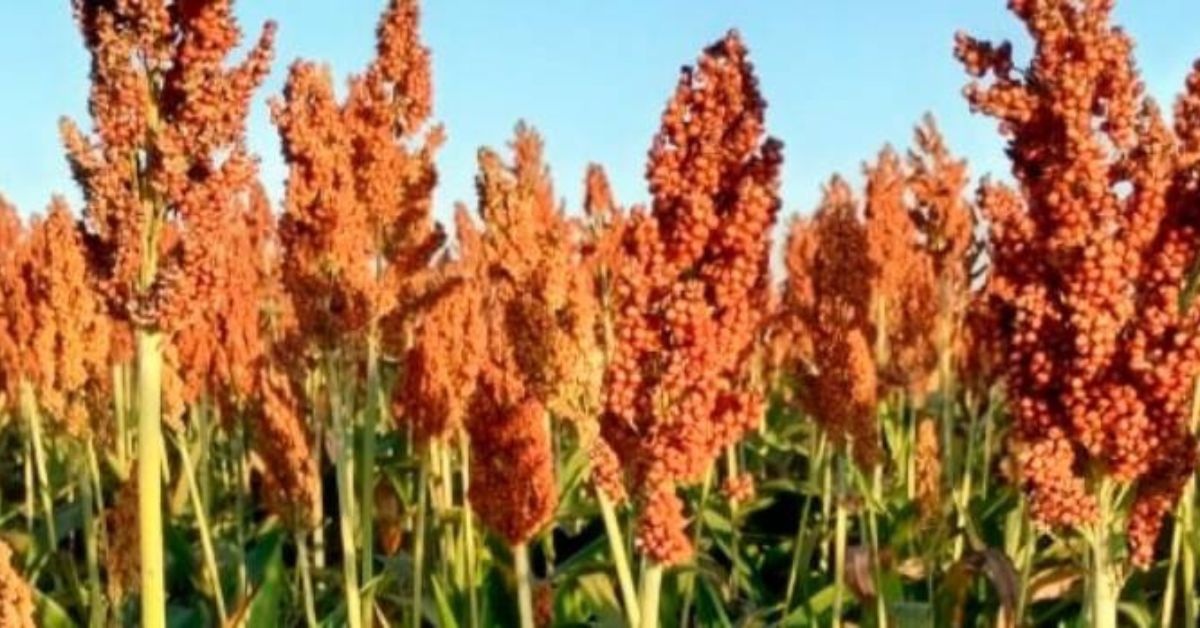 Comunidades do semiárido mineiro vão produzir farinha de sorgo para alimentação humana
